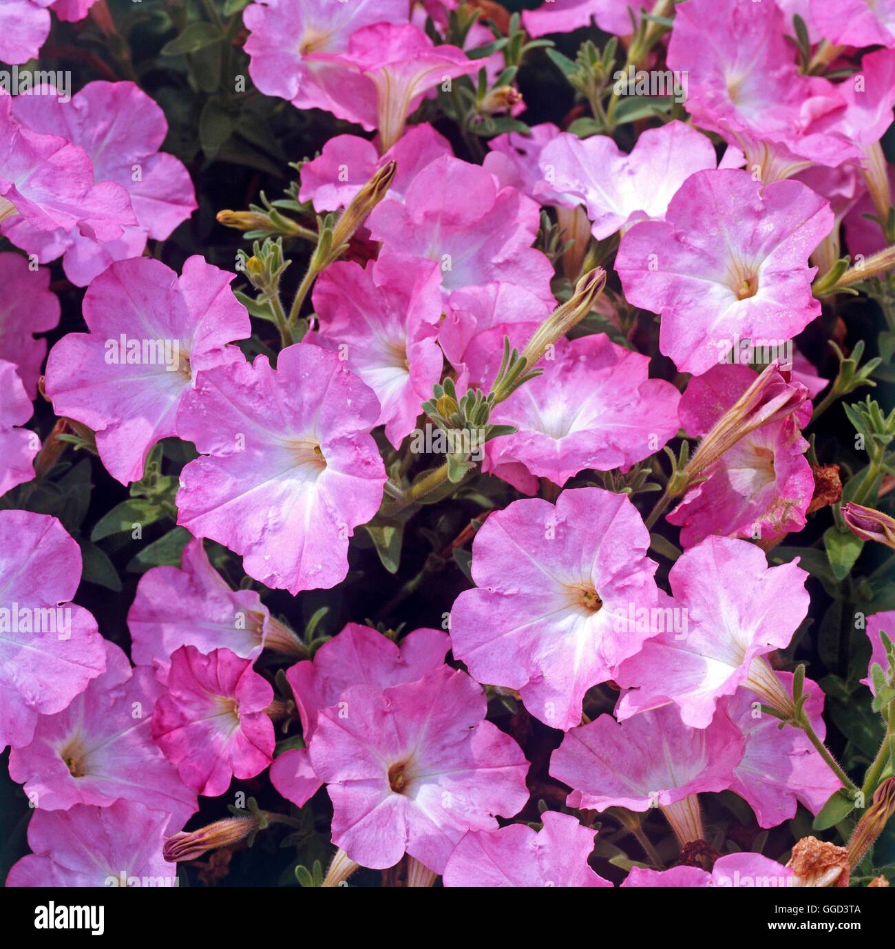 Petunia - `Surfina Pastel Pink'   ANN073459 Stock Photo